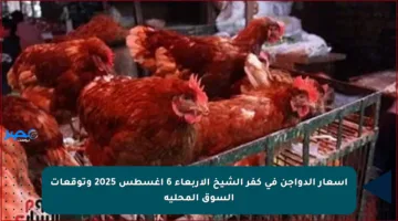 أسعار الدواجن في كفر الشيخ الأربعاء 6 أغسطس 2025 وتوقعات السوق المحلية